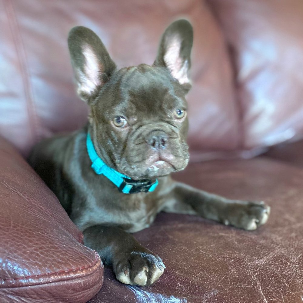 Meet your Posher, Richard